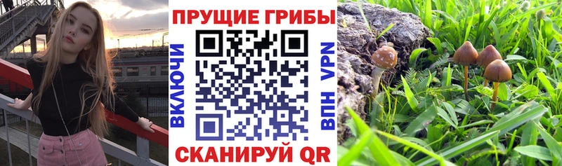 Купить где  Кыштым  Галлюциногенные грибы мухоморы 
